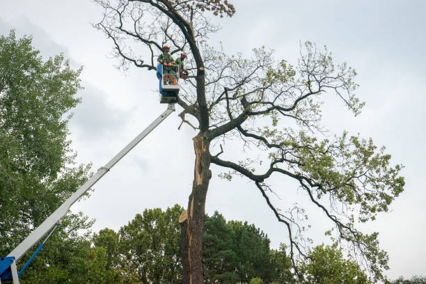 Professional Tree Care Services in Gainesville, GA